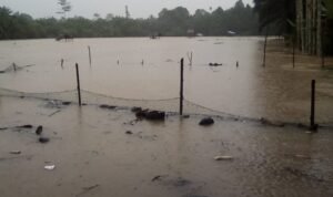Ribuan Hektare Sawah di Aceh Tamiang Terendam Banjir