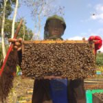 Dua Desa di Banyuasin Jadi Percontohan Lebah Madu dan Mina Padi Ramah Lingkungan