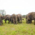 Sinergi Bersama BKSDA Sumsel, Kilang Pertamina Plaju Dukung Pelestarian Gajah Sumatera