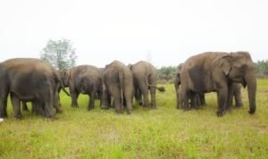 Sinergi Bersama BKSDA Sumsel, Kilang Pertamina Plaju Dukung Pelestarian Gajah Sumatera