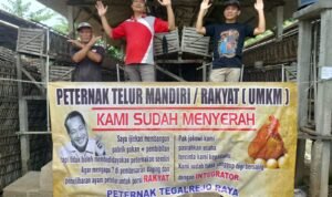 Begini Keluhan Peternak Ayam Petelur di Tulungagung