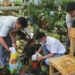 Dukung Gerakan Sumsel Mandiri Pangan Siswa/i SMA Negeri 14 Palembang Tanam Sayuran dan Ternak Lele di Sekolah