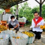 Lagu Indonesia Raya Menggema di Sepanjang Jalan Saat Presiden Jokowi Tinjau Kampung Jeruk