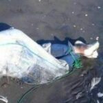 Warga Jangkat Dihebohkan Penemuan Mayat Dibungkus Karung