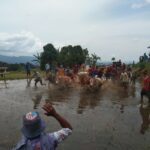 Bupati Tanah Datar Secara Resmi Menutup Pesta Alek Pacu Jawi