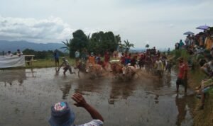 Bupati Tanah Datar Secara Resmi Menutup Pesta Alek Pacu Jawi