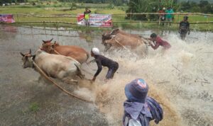 Alek Pacu Jawi, Even Turun Temurun Nenek Moyang 4 Kecamatan di Tanah Datar