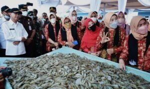 Bupati Aceh Tamiang Sebut Udang Vaname Dapat Bangkitkan Ekonomi Pesisir