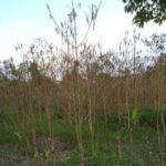 Serangan Ulat, Petani Kratom di Kapuas Hulu Gagal Panen