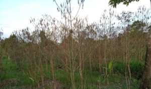 Serangan Ulat, Petani Kratom di Kapuas Hulu Gagal Panen