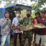 Warga Talang Buluh Tangkap Buaya