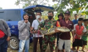 Warga Talang Buluh Tangkap Buaya