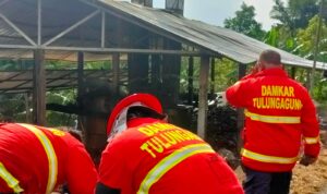 Gudang Penyulingan Daun Cengkeh Terbakar, Kerugian Capai Ratusan Juta Rupiah