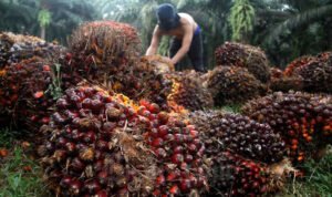 Petani Sawit di Sumsel Menjerit, Harga TBS Longsor Lebih dari 70 Persen