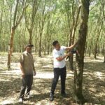 Meski Sibuk, Enos Sempatkan Sapa Petani Karet