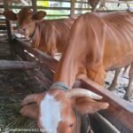 Waspadai Penularan PMK Pada Sapi, Begini Langkah Dinas Peternakan dan Kesehatan Hewan Tulungagung
