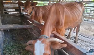 Waspadai Penularan PMK Pada Sapi, Begini Langkah Dinas Peternakan dan Kesehatan Hewan Tulungagung