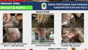 Kasus PMK di Kapuas Hulu Nihil, Pemerintah: Waspada