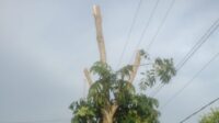 Diduga tanpa Izin, PLN UP3 OI Potong Pohon di Jalur Hijau