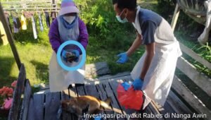 Anjing Gigit Warga Nanga Awin Ternyata Positif Rabies   