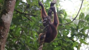 Victoria, Felix dan Boss Benni Resmi Dilepasliarkan ke Habitatnya