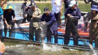Panen Raya Ikan di Nanga Embaloh, Sekda Kapuas Hulu: Jaga Kearifan