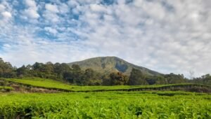 Gunung Api Dempo Letuskan Abu Vulkanik, Berstatus Waspada   