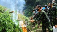BNN Musnahkan 5 Hektar Ladang Ganja di Gayo Lues   