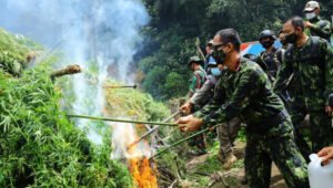 BNN Musnahkan 5 Hektar Ladang Ganja di Gayo Lues   