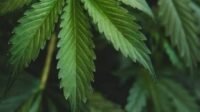 Bareskrim Polri Tegaskan, Indonesia Salah Satu Negara di PBB yang Tolak Legalisasi Ganja
