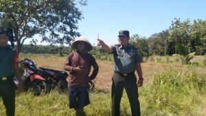 Meningkatkan Ketahanan Pangan Koramil Muko – Muko Blusukan Ke Lokasi