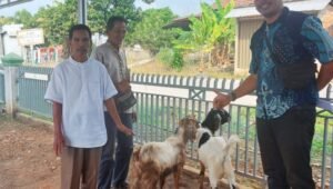 PT. MPC dan LCL Kembali Sebar Hewan Kurban Idul Adha, Salah Satunya ke Gunung Raja