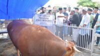 Akmal Harap Pembagian Sapi Kurban Presiden Tepat Sasaran