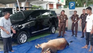 Idul Adha 1443 H, Kejari Prabumulih Sembelih Sapi dan Kambing