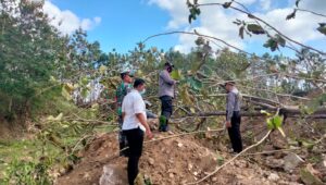 Seorang Pria di Tulungagung Meninggal Dunia Akibat Tertimpa Pohon Jati, Ini Kronologisnya