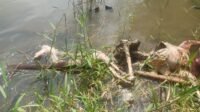 Heboh Mayat Dalam Kondisi Rusak Ditemukan Warga Mengapung Di Tepian Sungai Lematang