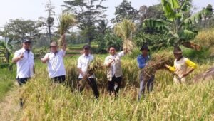Puncak Panen Raya di Purwakarta Diperkirakan Capai 80.547 Ton Gabah Kering