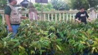 Dishut Sulbar Siapkan Bibit untuk Rehabilitasi Lahan
