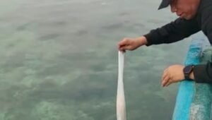 93 Ribu Baby Lobster Dilepas Liarkan ke Pantai Muton Lampung