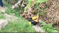 Diduga Dibunuh, Jazad Petugas Kebersihan DLHK Palembang Sengaja Dibuang