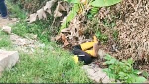 Diduga Dibunuh, Jazad Petugas Kebersihan DLHK Palembang Sengaja Dibuang