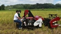 Produksi Gabah 6,5 Ton Per Hektar, Petani OKU Timur Terapkan Teknologi Inovasi Sistem Binostabela