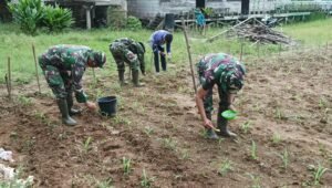 Koramil, PPL dan Poktan Danau Teluk Bersinergi Sukseskan Ketahanan Pangan