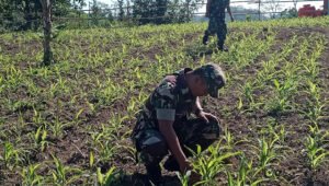 Dukung Program Ketahanan Pangan, Koramil 409-10/BI Tanam Jagung Hibrida