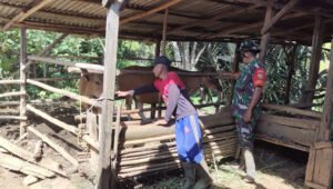 Babinsa Lebong Selatan Sosialisasi Cegah Wabah PMK Ternak