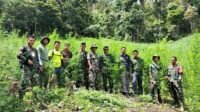 Seluas 3 Hektar Ladang Ganja Dimusnahkan Personil Kodim 0113/Gayo Lues