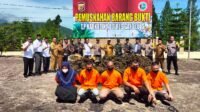 Sekitar 305 Kg Ganja Dimusnahkan Polres Gayo Lues