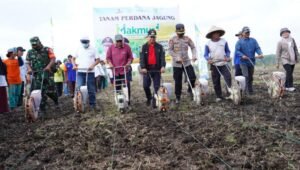 Dorong Tingkatkan Produktivitas Jagung di Banyuasin   