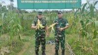 Wujudkan Program Ketahanan Pangan, Tim Asnis Pusterad Tinjau Tanaman Jagung di Lahan Demplod Kodim 1206/Psb 