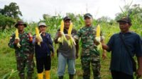 Kodim 1206/Psb Berhasil Tanam Jagung Seluas 2 Hektar
